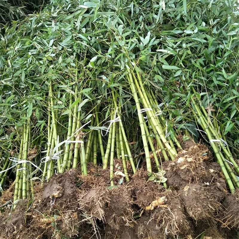 慈孝竹 小苗别名孝顺竹 竹园丛植列植造景 景区庭院别墅绿化工程苗