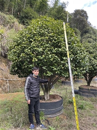 20公分 十八学士茶花移植苗容器苗 苗圃基地直供