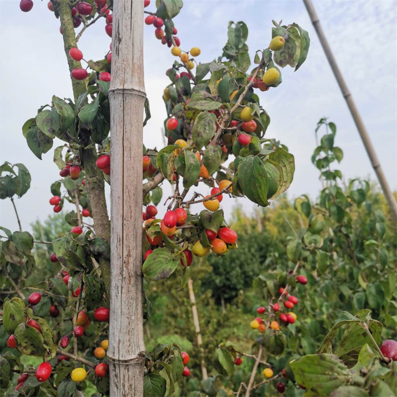 欧洲山茱萸 萸山茱萸 庭院道路行道树 景区园林绿化工程苗木