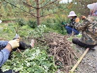 中川树牡丹春季移栽种植注意事项