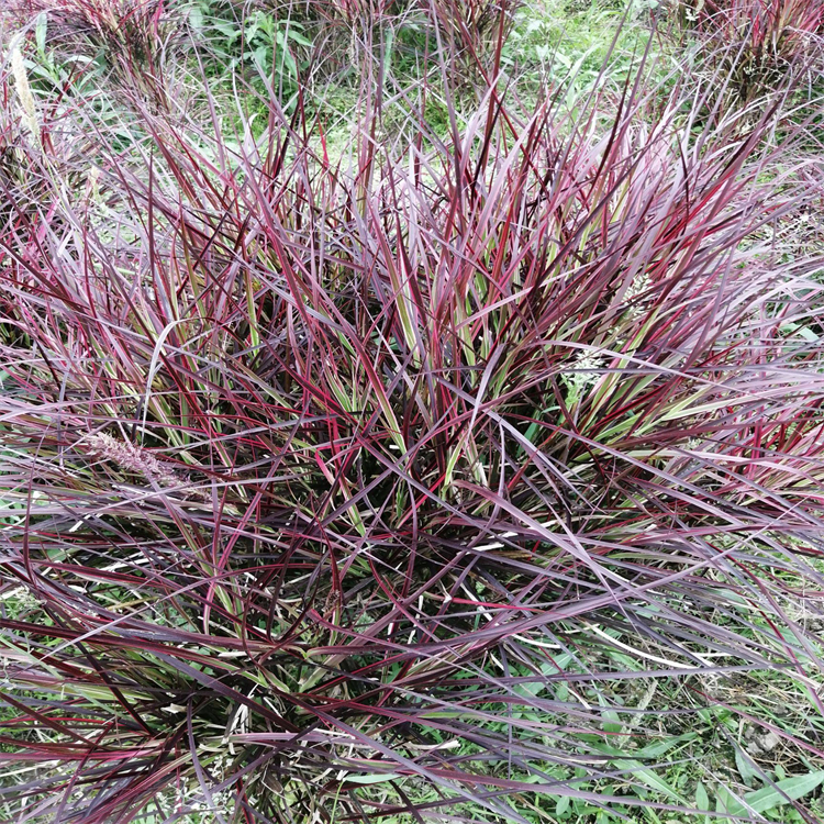 火焰狼尾草 园林地被彩叶观赏苗木 景观地被绿化工程栽植苗