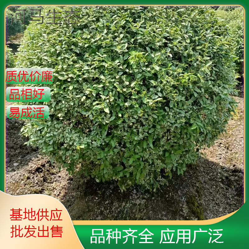 银姬小蜡球 别名花叶女贞 花叶小蜡 银叶小蜡 庭院园林绿化工程苗木