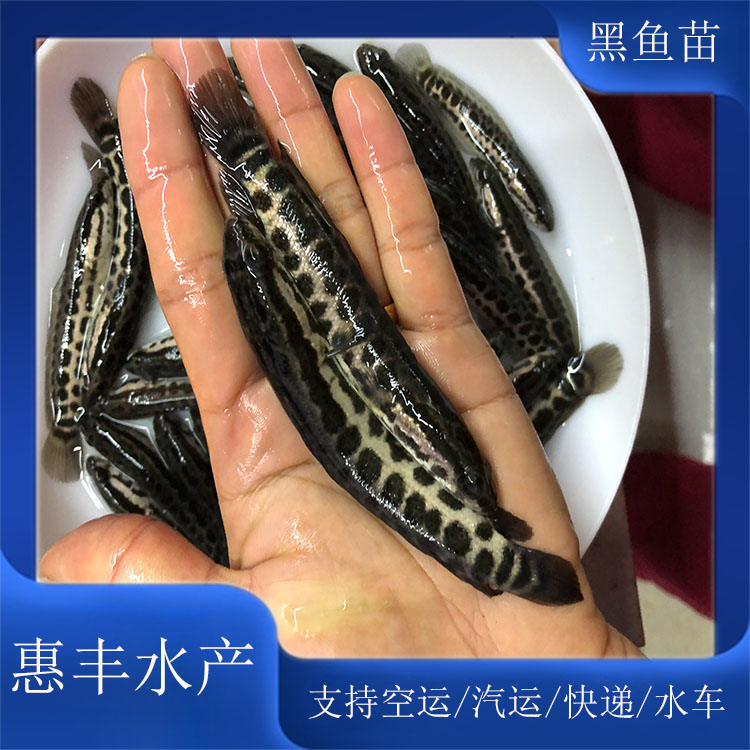 黑鱼苗 生鱼苗 杂交黑鱼苗 财鱼苗活体淡水养殖