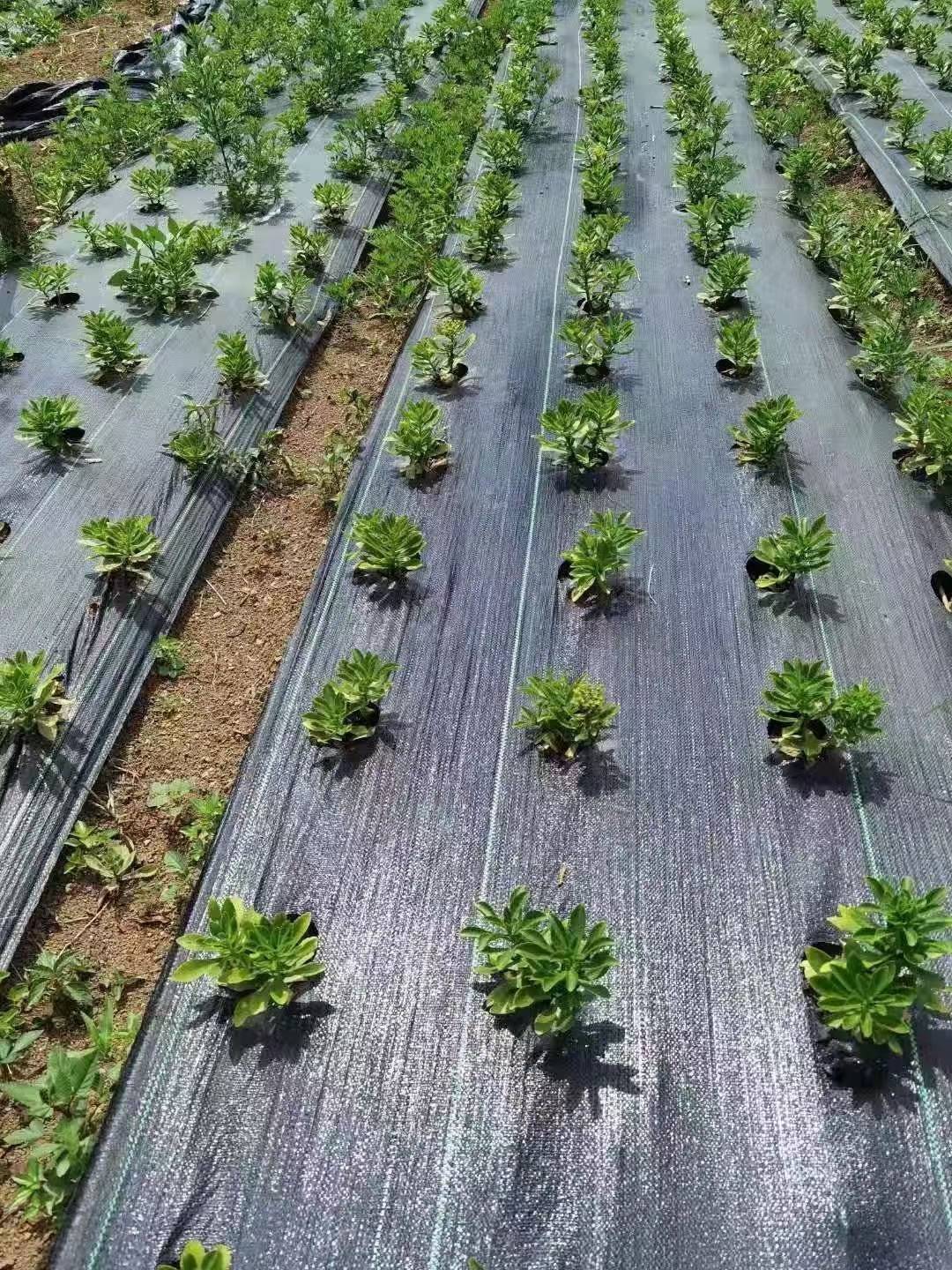 花园除草布 大理市除草布厂家 果园抗老化除草布-搜了网