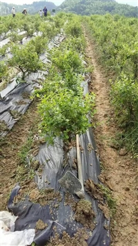 一亩地果树铺防草布 果树种植防草布 1.2米宽防草地布