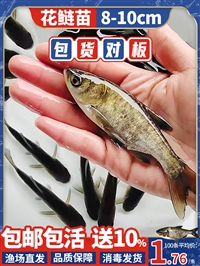东乌珠穆沁旗花白鲢鱼苗 西乌珠穆沁旗鲫鱼鲤鱼苗 阿巴嘎旗草鱼黑鱼苗