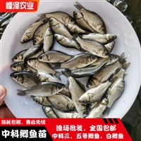 吉林花白鲢鱼苗批发 桦甸鲤鱼鲫鱼苗批发 舒兰黑鱼泥鳅苗批发