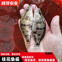 绥化市花白鲢鱼苗 安达市鲫鱼鲤鱼苗 肇东市草鱼黑鱼苗 海伦市泥鳅柳根苗