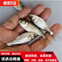 陈巴尔虎旗花白鲢鱼苗 新巴尔虎左旗鲫鱼鲤鱼苗 新巴尔虎右旗草鱼黑鱼苗