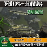 本溪市四大家鱼苗批发 黑鱼泥鳅苗批发 老头鱼批发