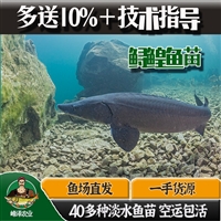 绥芬河市花白鲢鱼苗批发 海林市鲫鱼鲤鱼苗批发 宁安市四大家鱼苗批发