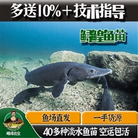 双鸭山市花白鲢鱼苗批发 集贤县鲫鱼鲤鱼苗批发 友谊县四大家鱼苗批发
