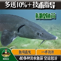 佳木斯花白鲢鱼苗批发 桦南县鲫鱼鲤鱼苗批发 桦川县四大家鱼苗批发