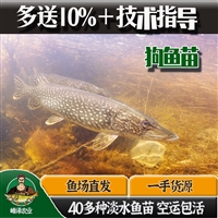 北镇市胖头鱼苗批发 鲤鱼草鱼苗批发 鲫鱼青鱼苗批发