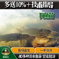 东港市草鱼鲫鱼苗批发 鳌花鱼苗批发 翘嘴大白鱼苗批发