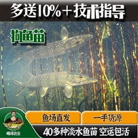 绥化市鱼苗养殖基地 兰西县鱼苗批发市场 绥棱县周边鱼苗批发