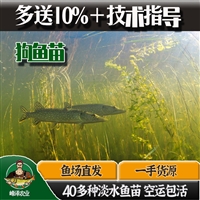 伊春市鱼苗养殖基地 嘉荫县鱼苗批发市场 铁力市周边鱼苗批发