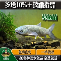 吉林松原花白鲢鱼苗批发 鲤鱼草鱼苗批发 鲫鱼黑鱼苗批发