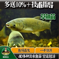 吉林长春花白鲢鱼苗批发 草鱼鲤鱼苗批发 鲫鱼鲶鱼苗批发