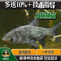 梅河口集安花白鲢鱼苗批发 柳根鱼苗批发 老头鱼苗批发