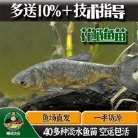 大安市镇赉县鲫鱼鲤鱼苗批发 花白鲢鱼苗批发 翘嘴大白鱼苗批发