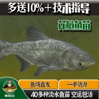 蛟河市桦甸市鲫鱼鲤鱼苗批发 花白鲢鱼苗批发 鳌花鱼苗批发