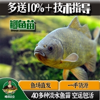 临江市抚松县花白鲢鱼苗批发 大白鱼苗批发 鳌花鱼苗批发