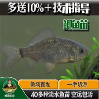 靖宇县长白县四大家鱼苗批发 鲫鱼鲤鱼苗批发 鳌花鱼苗批发