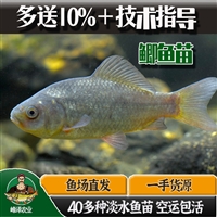 扶余县前郭县花白鲢鱼苗批发 鲫鱼草鱼苗批发 老头鱼苗批发