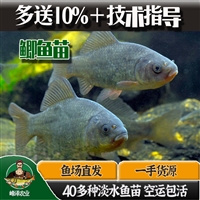 长岭县乾安县四大家鱼苗批发 鲤鱼草鱼苗批发 鲫鱼黑鱼苗批发