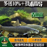 吉林淡水鱼苗批发 吉林附近鱼苗养殖基地 吉林花白鲢鱼苗批发