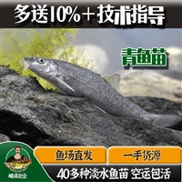 四平淡水鱼苗批发 四平附近鱼苗养殖基地 四平花白鲢鱼苗批发