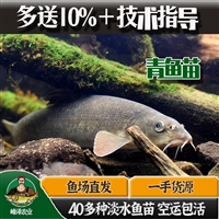 松原淡水鱼苗批发 松原附近鱼苗养殖基地 松原花白鲢鱼苗批发