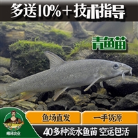 白城淡水鱼苗批发 白城附近鱼苗养殖基地 白城花白鲢鱼苗批发