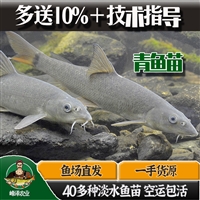 双阳淡水鱼苗批发 双阳附近鱼苗养殖基地 双阳花白鲢鱼苗批发