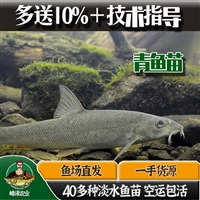 白山淡水鱼苗批发 白山附近鱼苗养殖基地 白山花白鲢鱼苗批发