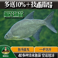 根河市花白鲢鱼苗批发 鲶鱼苗批发 黑鱼泥鳅苗批发 