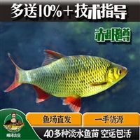 内蒙古鱼苗养殖基地 通辽市鱼苗批发市场 鄂尔多斯市周边鱼苗批发