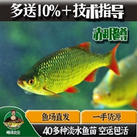 内蒙古花白鲢鱼苗 乌海市鲫鱼鲤鱼苗 赤峰市四大家鱼苗