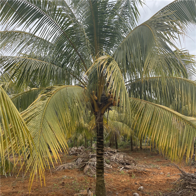 泰国金椰真椰子树批发 黄金椰子树海南椰子树 文昌红椰子树