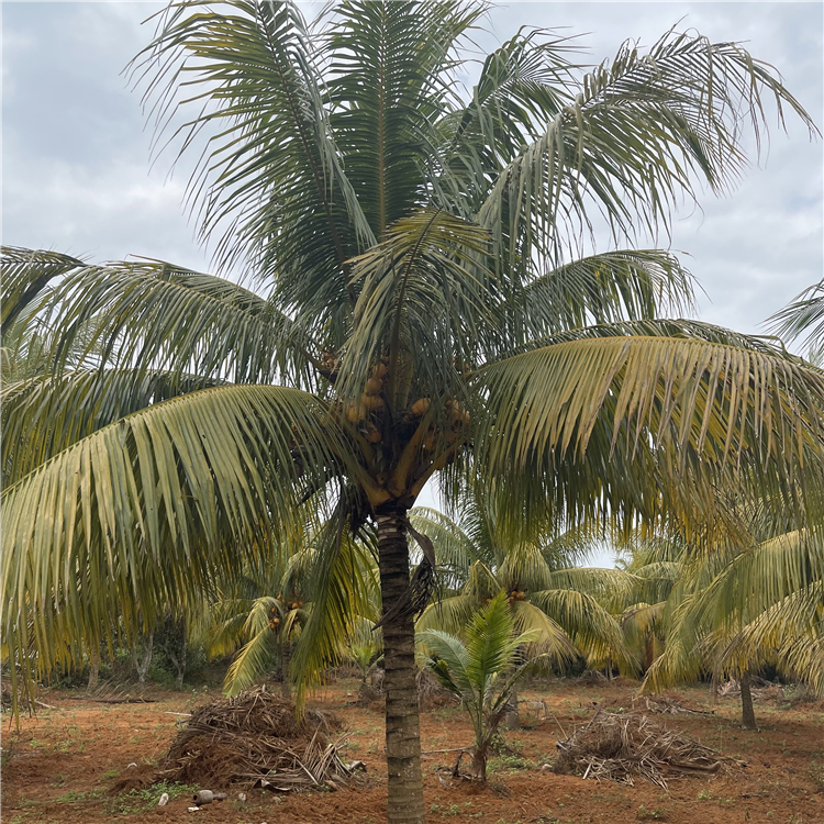 泰国金椰真椰子树批发 黄金椰子树海南椰子树 文昌红椰子树