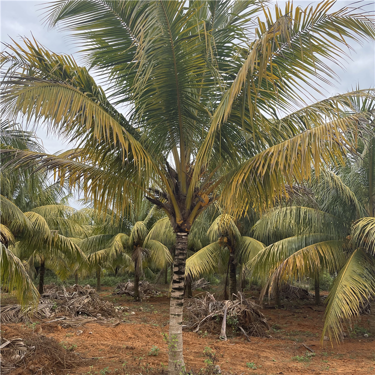 泰国金椰真椰子树批发 黄金椰子树海南椰子树 文昌红椰子树