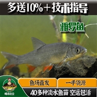 巴林左旗华子鱼苗 巴林右旗鲫雅罗鱼苗 阿鲁科尔沁旗草鱼黑鱼苗