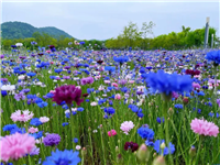 花海种子花菱草种子价格实惠花朵大