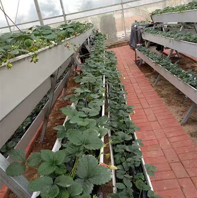 草莓种植槽 采摘园草莓立体种植槽 无土栽培设备