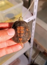 回收金头乌龟