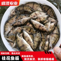 大庆花白鲢鱼苗 肇州县鲫鱼鲤鱼苗 肇源县草鱼黑鱼苗 林甸县泥鳅柳根苗