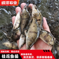双鸭山花白鲢鱼苗 宝清县鲫鱼鲤鱼苗 饶河县草鱼黑鱼苗 友谊县泥鳅柳根苗