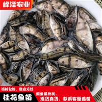 黑河市花白鲢鱼苗 五大连池鲫鱼鲤鱼苗 嫩江草鱼黑鱼苗 孙吴泥鳅柳根苗