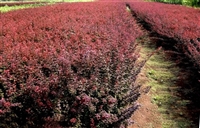 精选红叶小檗种子种苗今年市场价